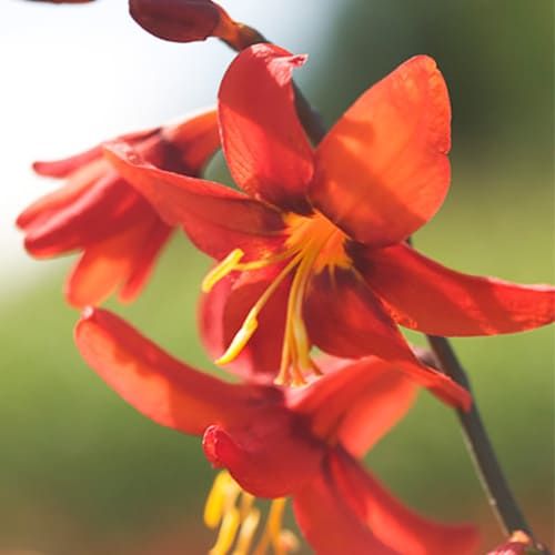 Crocosmia Babylon (large-flowering) - encomendar online diretamente da Holanda