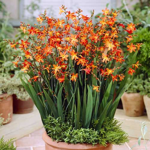 Crocosmia Carmin Brilliant (small-flowering) - order online directly from Holland