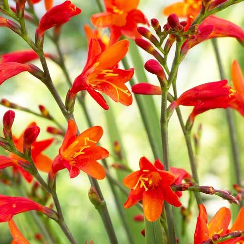 Crocosmiiflora (small flowering) Fire King - order online directly from Holland