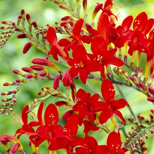 Crocosmia Lucifer (large-flowering) - order online directly from Holland