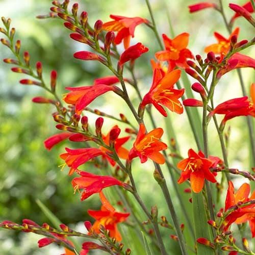Crocosmiiflora (small flowering) Red King - encomendar online diretamente da Holanda