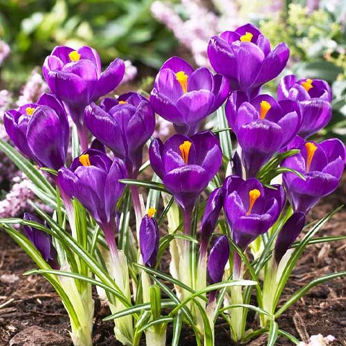 Crocus Flower Record - order online directly from Holland