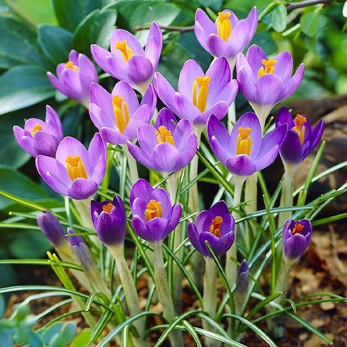 Crocus Barrs Purple - order online directly from Holland