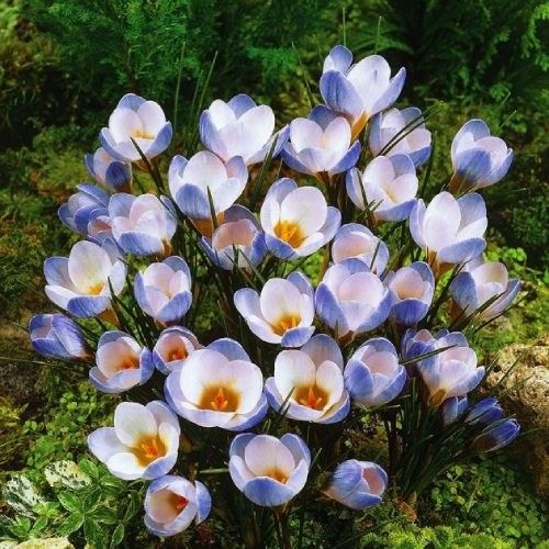 Crocus Blue Pearl - order online directly from Holland