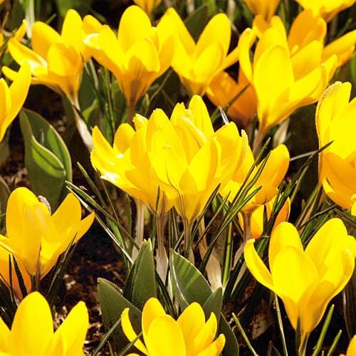 Crocus Dorothy - order online directly from Holland