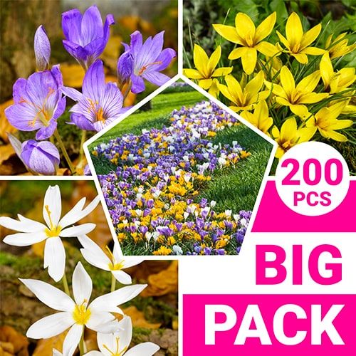 Crocus Giant Collection Maxi Package - order online directly from Holland
