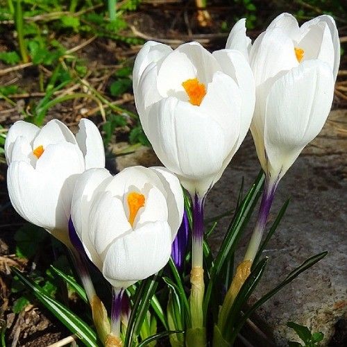 Crocus Jeanne dArc - order online directly from Holland