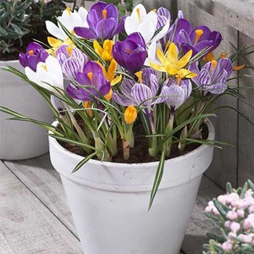 Crocus Giant Collection - order online directly from Holland