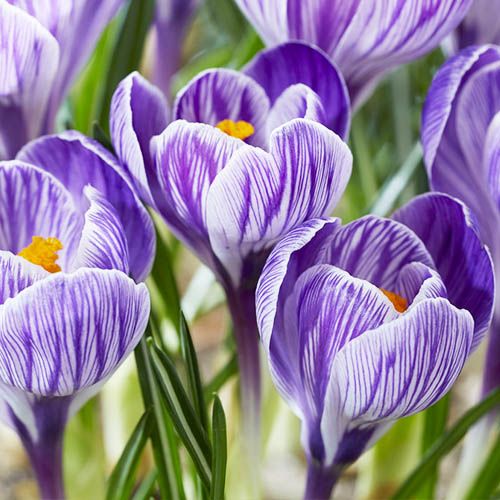 Crocus Pickwick - order online directly from Holland