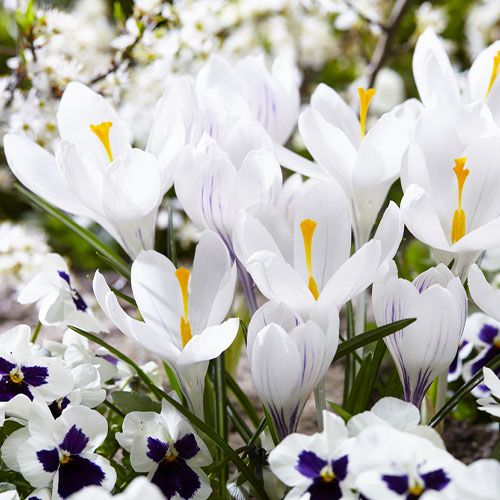 Crocus Prins Claus - order online directly from Holland