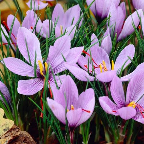 Crocus Sativus - order online directly from Holland