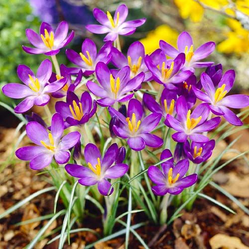Crocus Whitewell Purple - order online directly from Holland