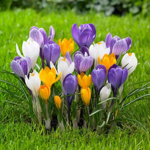 Crocus Botanical Collection - order online directly from Holland