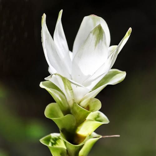 Curcuma Snow White - order online directly from Holland
