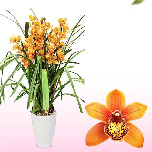 Cymbidium (Orchid) Majolica