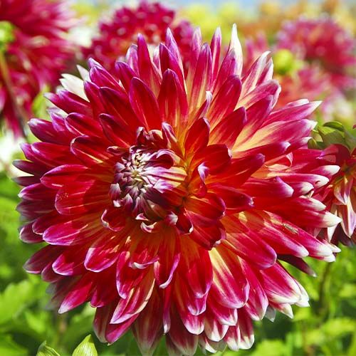 Dahlia Akita - order online directly from Holland