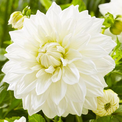 Dahlia Bull's Pride - order online directly from Holland