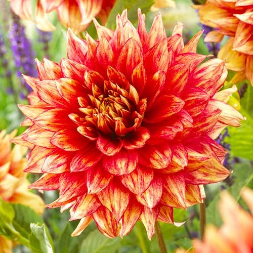 Dahlia Dazzling Magic - order online directly from Holland