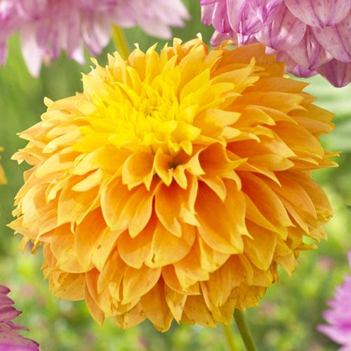 Dahlia Deep Impact - order online directly from Holland