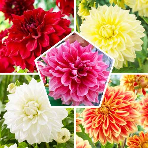 Dahlia Dinnerplate Collection (5 bulbs) - order online directly from Holland