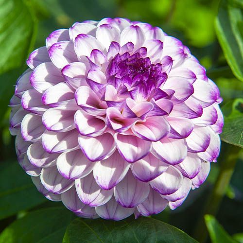 Dahlia Genova - order online directly from Holland
