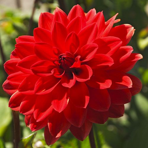 Dahlia Heatwave - order online directly from Holland