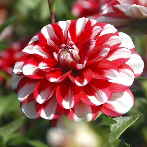 Dahlia Jamaica - order online directly from Holland