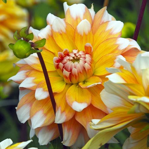 Dahlia Seattle - order online directly from Holland