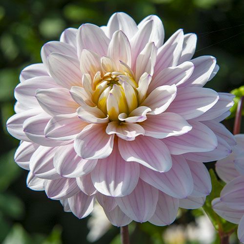 Dahlia Silver Years - order online directly from Holland