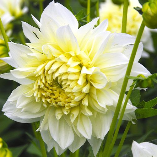 Dahlia White Perfection - order online directly from Holland