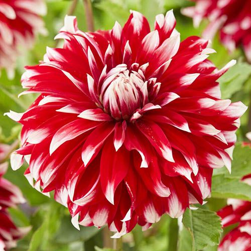 Dahlia Davos - order online directly from Holland