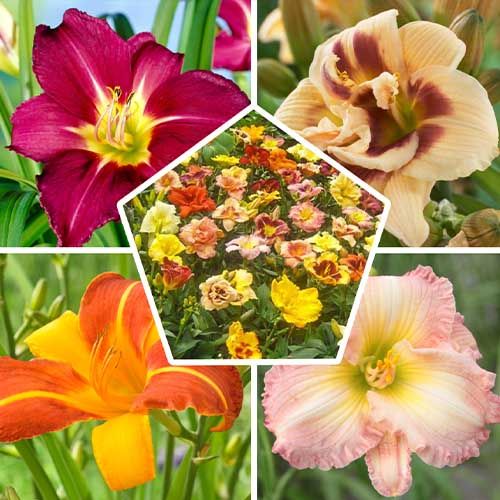 Hemerocallis (Daylily) Breeders Mix - order online directly from Holland