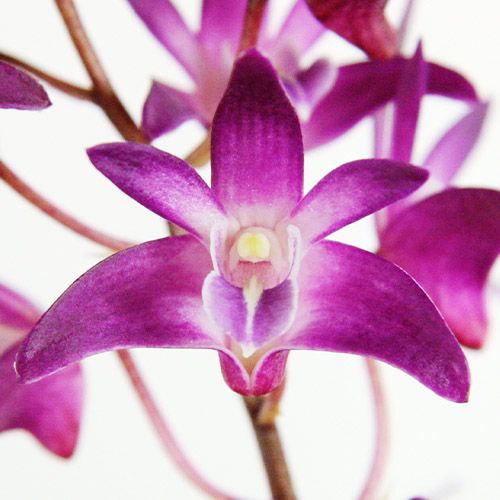 Dendrobium (Orchid) Berry Oda