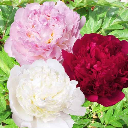 Peony Double Collection (3 plants) - order online directly from Holland