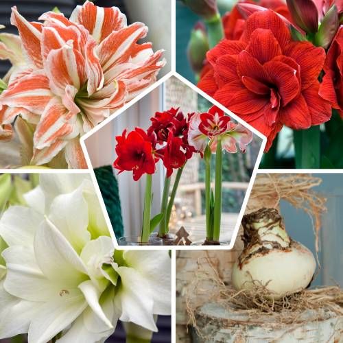 Amaryllis (Hippeastrum) Double Collection - order online directly from Holland