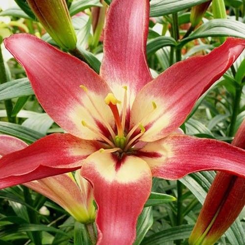 Lilium Easy Dream - order online directly from Holland