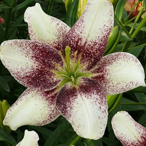 Lily (Lilium) Easy Spot - order online directly from Holland