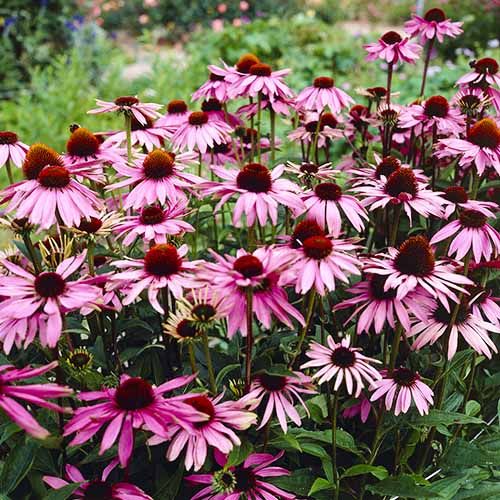 Echinacea (purpurea) - order online directly from Holland
