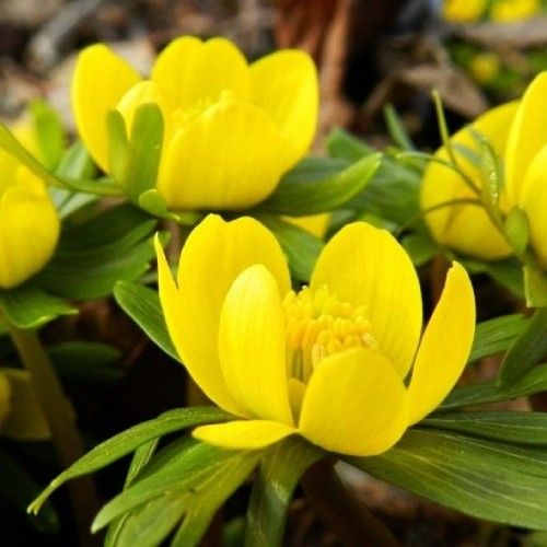Eranthis cilicica - order online directly from Holland