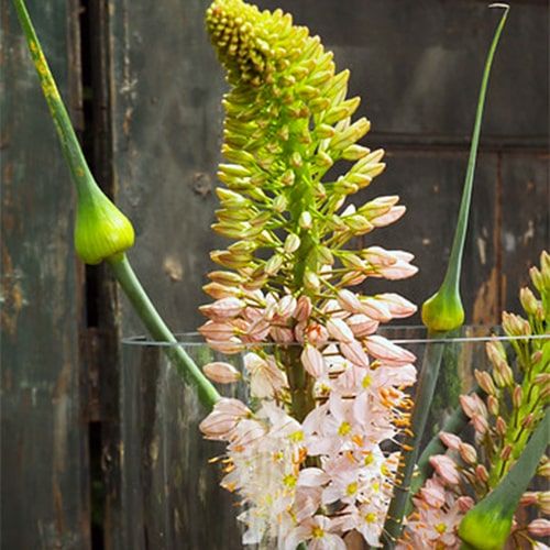 Eremurus Foxtrot - order online directly from Holland