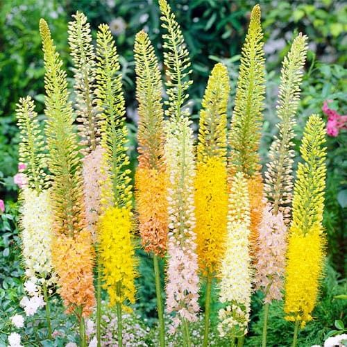 Eremurus Ruiter Mix - order online directly from Holland