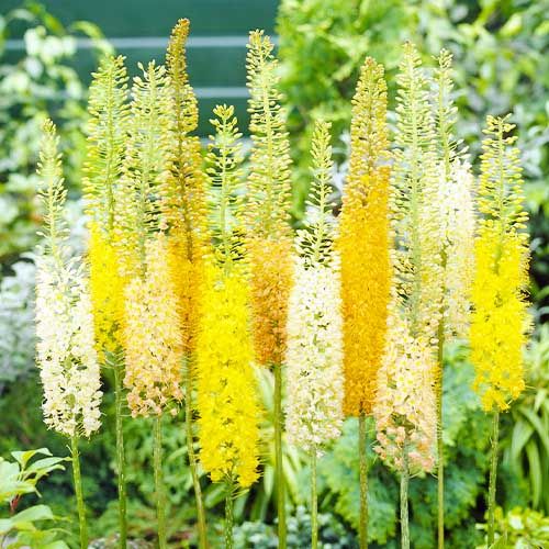 Eremurus Shelford Collection - order online directly from Holland