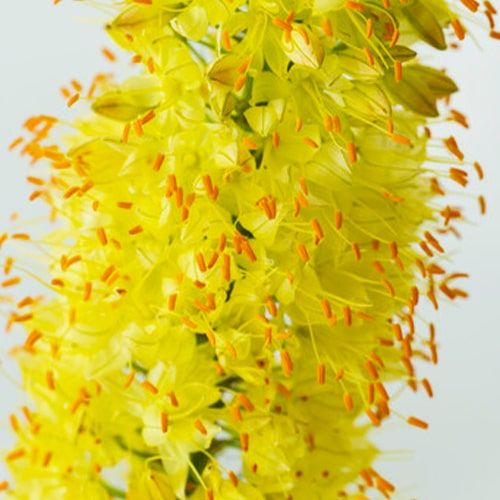 Eremurus Yellow Wonder - bestil online direkte fra Holland