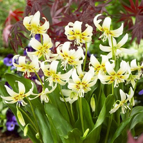 Erythronium White Beauty - order online directly from Holland