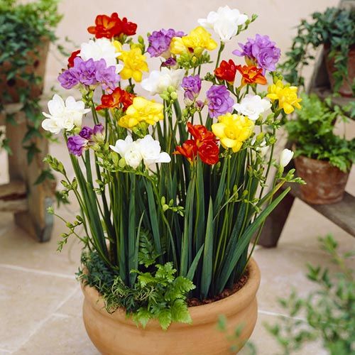 Freesia Double Mixture - order online directly from Holland