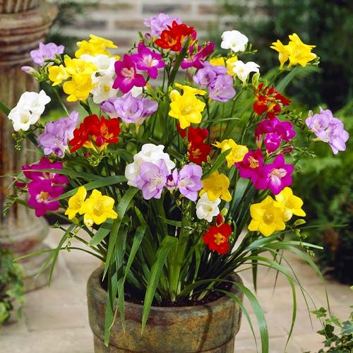 Freesia Single Mixture - order online directly from Holland