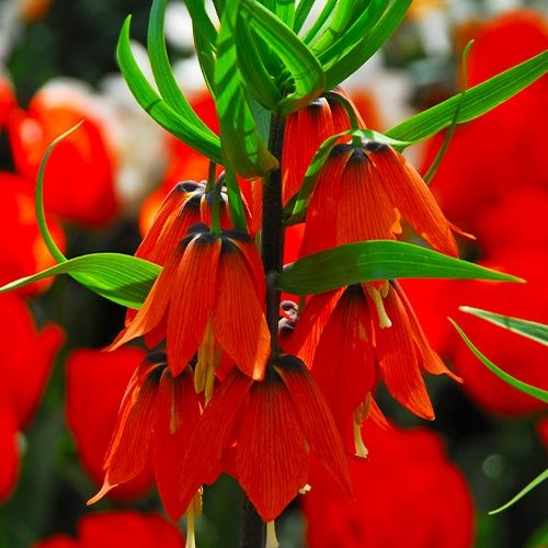 Fritillaria Imperialis Rubra - order online directly from Holland