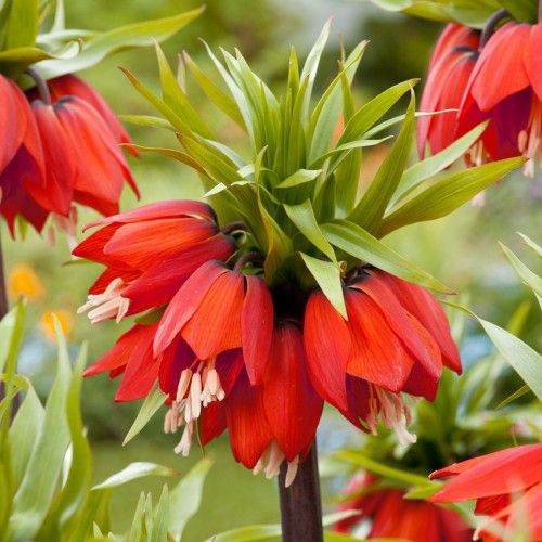 Fritillaria imperialis Rubra Maxima - zamów online bezpośrednio z Holandii