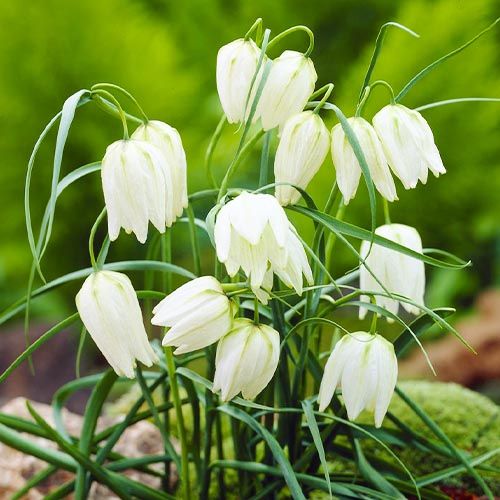 Fritillaria meleagris Alba - order online directly from Holland