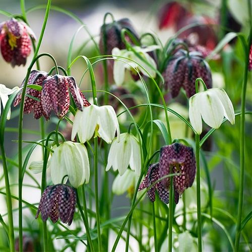 Fritillaria meleagris Collection - order online directly from Holland